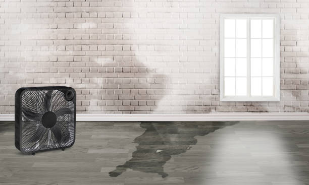 Best Fire Damage Restoration  in Webster, FL