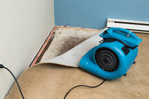 Best Mold removal after water damage  in Webster, FL